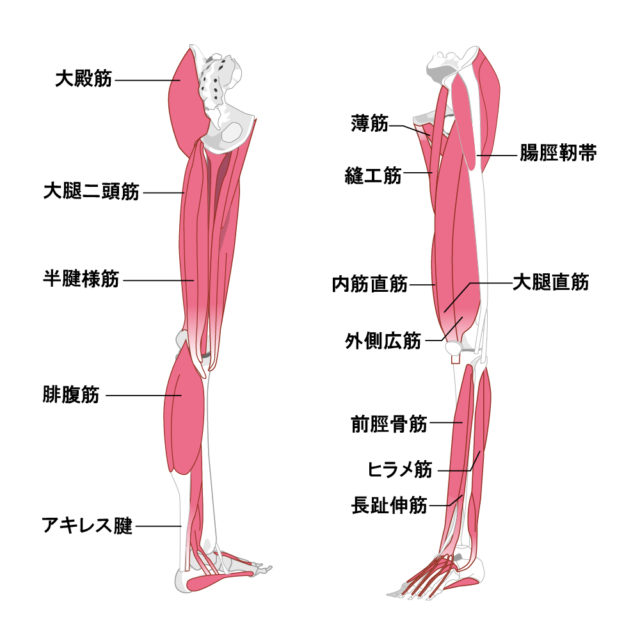 膝関節の解剖図
