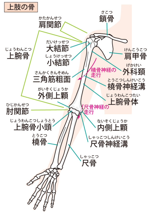 上肢の解剖図