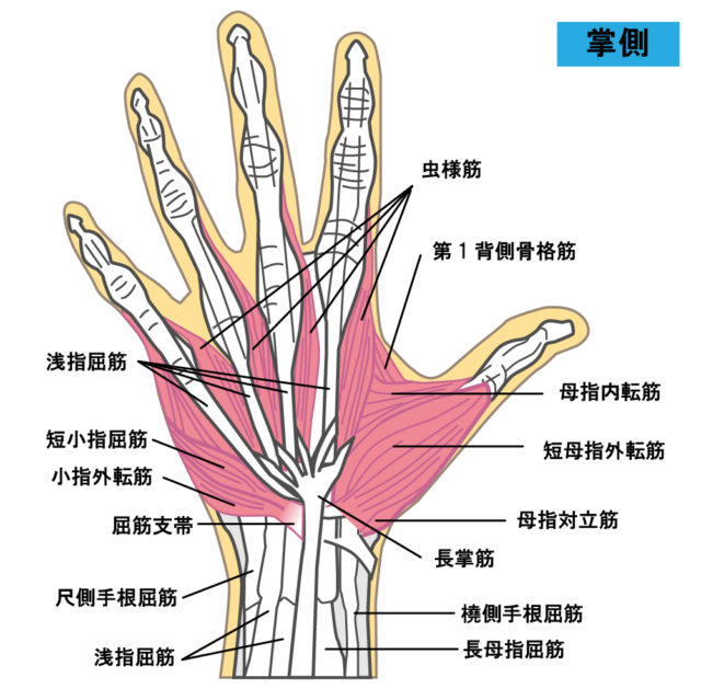 手の解剖図